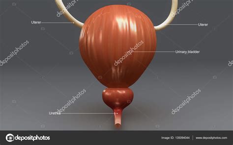 Anatomía De La Vejiga En Orina Fotografía De Stock © Sciencepics