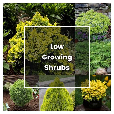 How To Grow Low Growing Shrubs Plant Care And Tips Norwichgardener