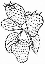 Strawberries Coloring sketch template