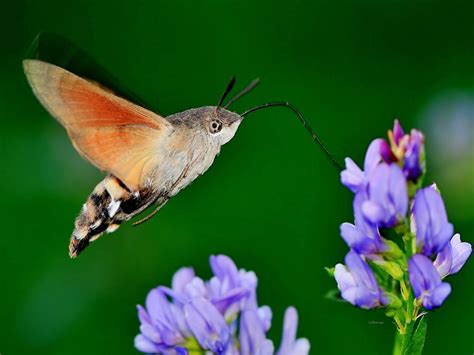 How Long Do Hummingbird Moths Live Mandyscharms