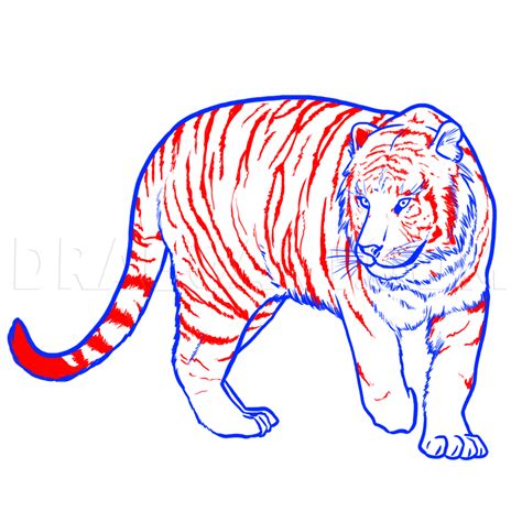 How To Draw A Bengal Tiger Draw Tigers Step By Step Drawing Guide