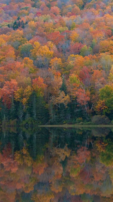 Download Wallpaper 1440x2560 Forest Lake Reflection Autumn Nature
