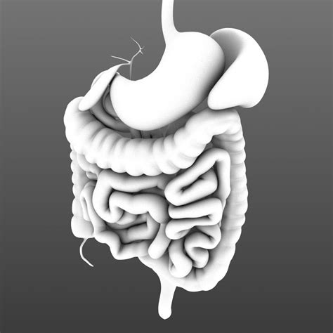 Digestive System Animated 3d Model 50 Obj Lwo Fbx C4d Max Free3d