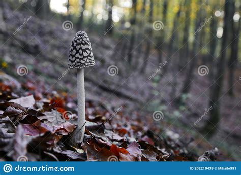 A Small Mushroom Coprinopsis Picacea Grows Alone In A Large Beech
