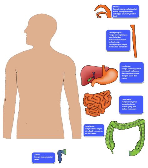 Contoh Gambar Organ Tubuh Manusia Dan Fungsinya Imagesee