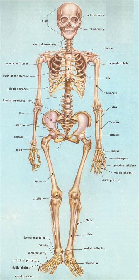 A system is an organization of varying numbers and kinds of organs so arranged that together they can perform. Bone Metastases Images and Xrays