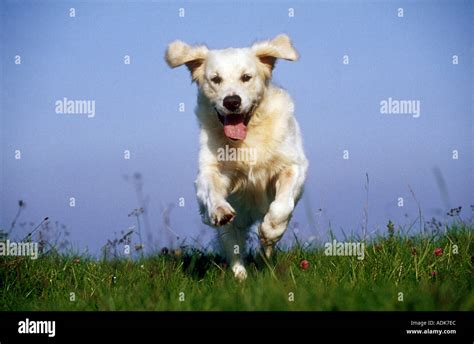 Running Golden Retriever High Resolution Stock Photography And Images