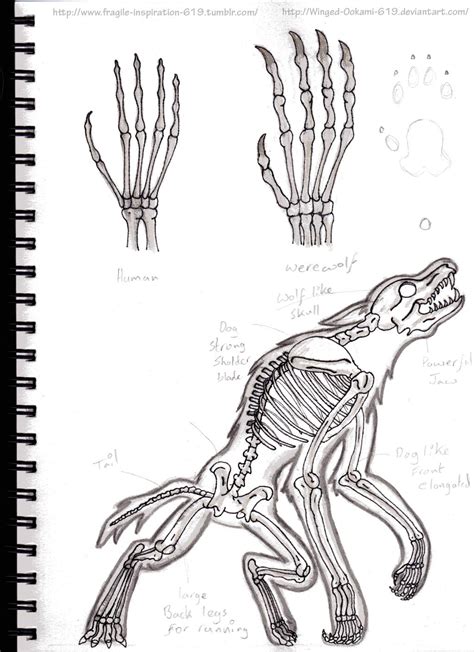 Werewolf Anatomy By Winged Ookami 619 On Deviantart