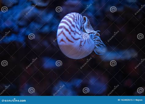 Nautilus Swimming In An Aquarium Stock Image Image Of Deep Mollusca