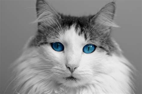 Pin By Sarah On Cats Cat With Blue Eyes Domestic Cat Animals