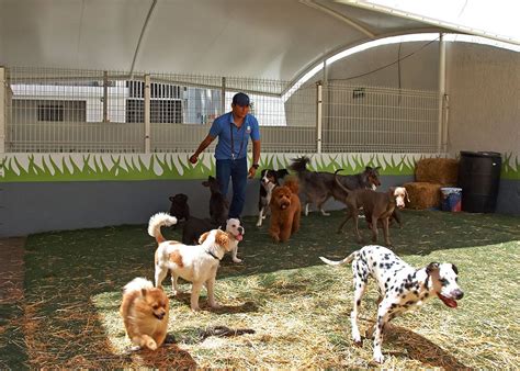 Escuela Y Pensión Para Perros Gran Sur Cdmx Adiestramiento Canino