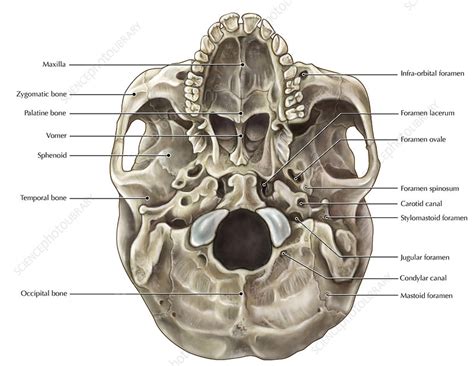 Skull Inferior View Stock Image C0221156 Science Photo Library
