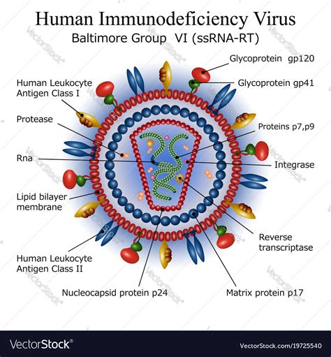 Hiv Virus Structure Animation