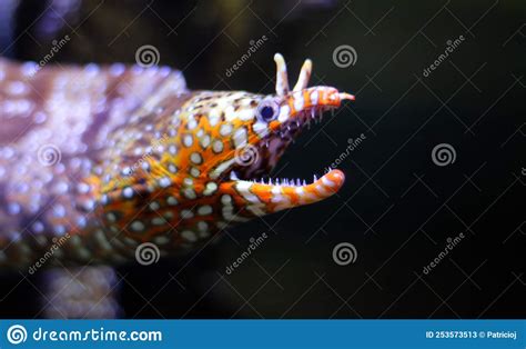 Dragon Moray Japanese Dragon Eel Orange And White Spotted Stock Image