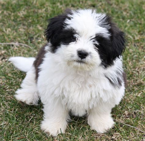 Top 20 Cutest Dog Breeds Around The World