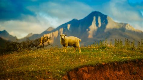 Support us by sharing the content, upvoting wallpapers on the page or sending your own background pictures. New Zealand Sheep 4K Wallpapers | HD Wallpapers | ID #25053