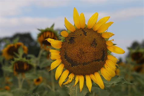 Annual Sunflower Helianthus Annuus Mckee Beshers Wildli Flickr