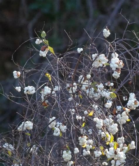 Symphoricarpos Albus Laevigatus Common Snowberry