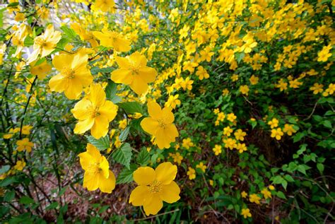 23 different stock platforms from around the world are in one place! How to Use Different Color Flowers in Your Garden