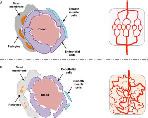 Frontiers Vascular Permeability And Drug Delivery In Cancers