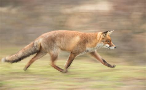 Alastair Marsh Photography Running Fox