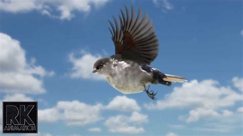 Flying Bird Animation Test Youtube