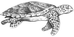 sea turtle print out - Google Search | Sea turtle print, Turtle, Sea turtle