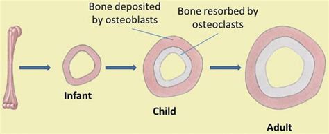 Describe Appositional Bone Growth Using The Differnt Bone Cell Types