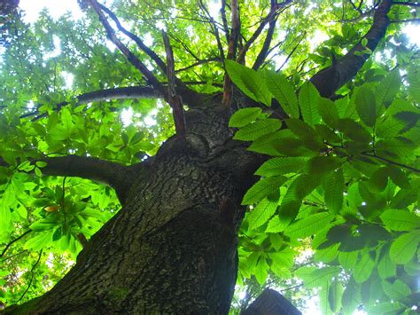 De außerdem haben sich im laufe der jahrhunderte um den kastanienbaum und seine früchte auch zahlreiche bedeutende lokale. Gedicht vom Kastanienbaum | Herbstzeit