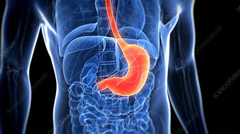 Healthy Stomach Stock Video Clip K0037554 Science Photo Library
