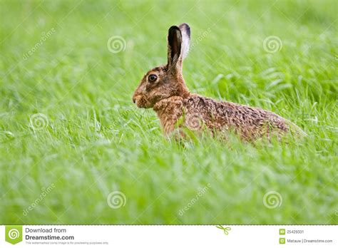 Brown Hare Stock Image Image Of Grass Ears Brown Wildlife 25429331
