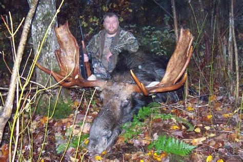 Maine Moose Hunt Zone 4 Pb Guide Service