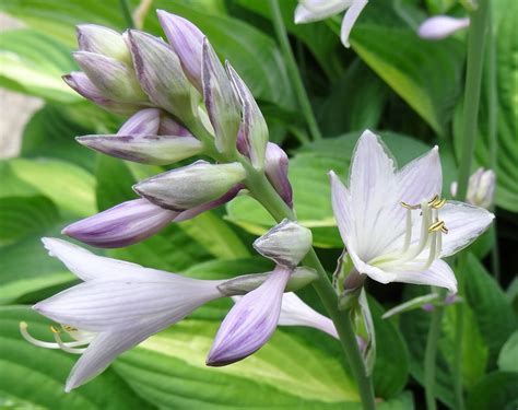 Hosta Cultivated Hosta With Flowers In Eindhoven Ton Rulkens Flickr