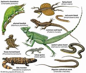 Draco Lizard Genus Britannica Com