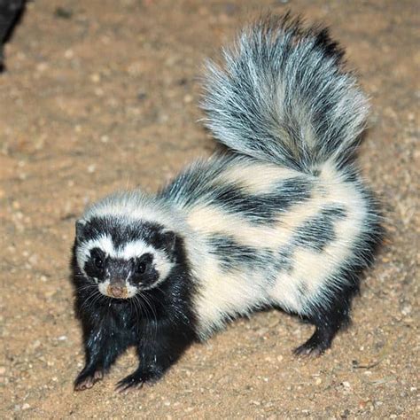 5 Common Animals That Look Like Skunks And How To Tell The Difference
