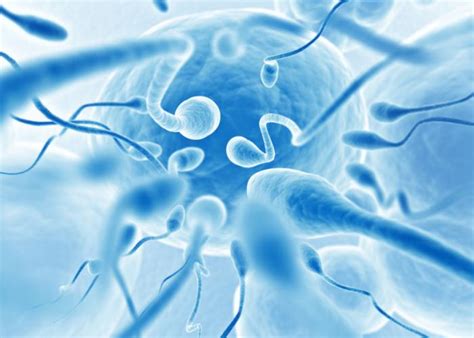 Sperm Created From Stem Cells Offer Hope In Cases Of Male Infertility