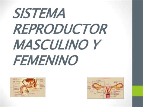 Sistema Reproductor Masculino Y Femenino