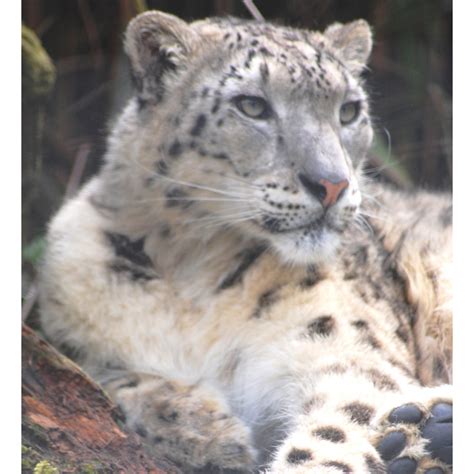Snow Leopard Centurio Male