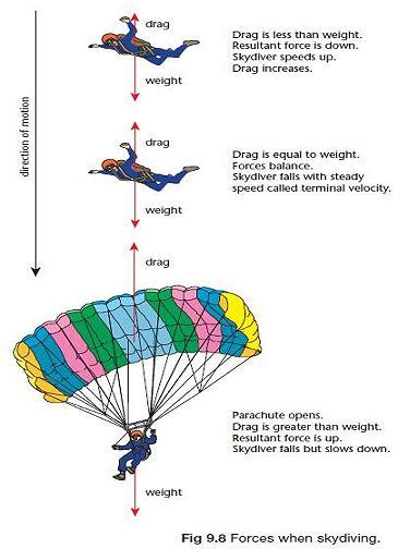 Solved Draw A Free Body Diagram Of A Parachutist Who A Has Just