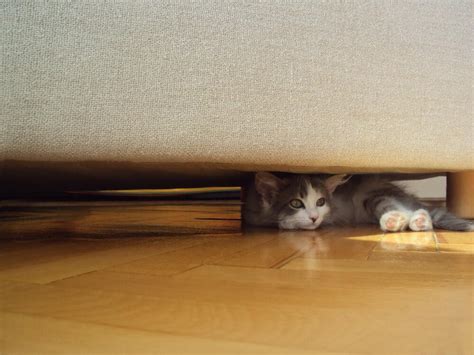 What Does It Mean If My Cat Hides Under The Bed