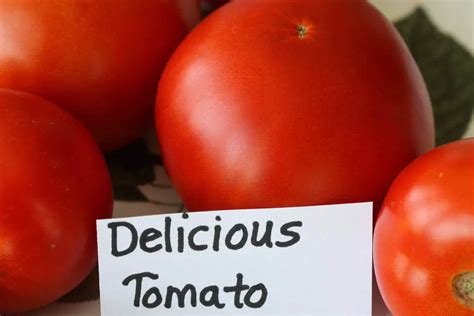 Top 10 Must Grow Heirloom Tomatoes