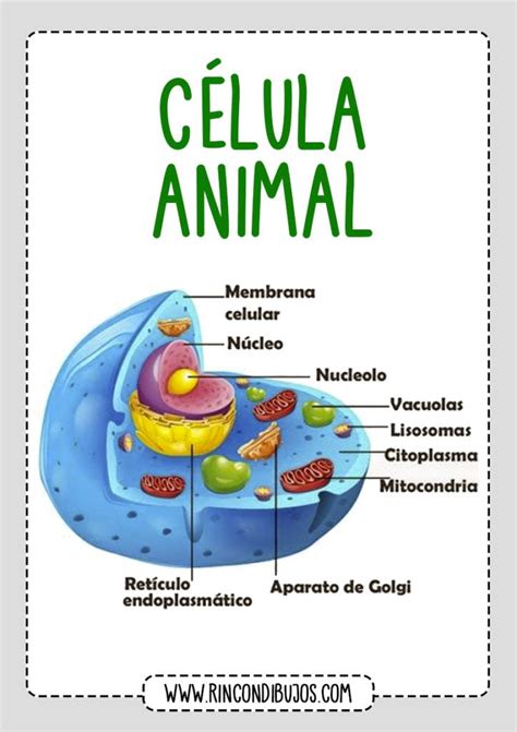 Las Partes De La Celula Animal Rincon Dibujos Images And Photos Finder