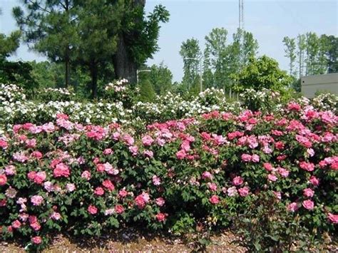 Piante da interno con fiore in primavera. Piantare le rose - Piante da Giardino
