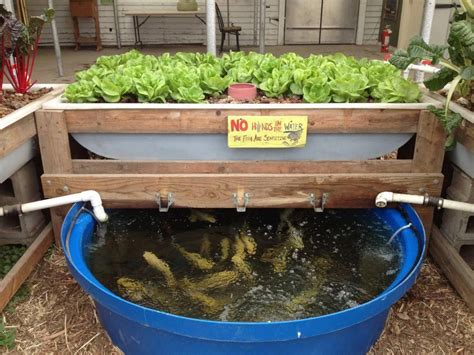 720 x 479 jpeg 70 кб. Aquaponics fish. Learn more tips at www.aquaponicsguide ...