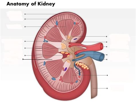 Kidneys Diagram Quizlet