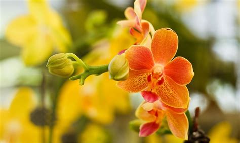 How To Take Care Of An Orchid Orchid Resource Center