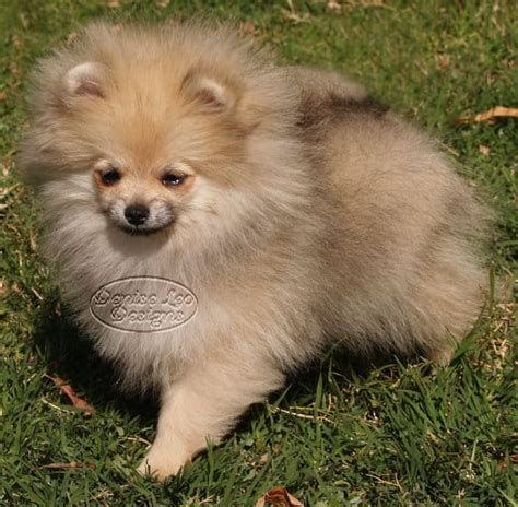 Cream Sable Pomeranian Puppy Pomeranian Information And Facts