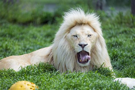 The Male White Lion Starting To Yawn The Male White Lion L Flickr
