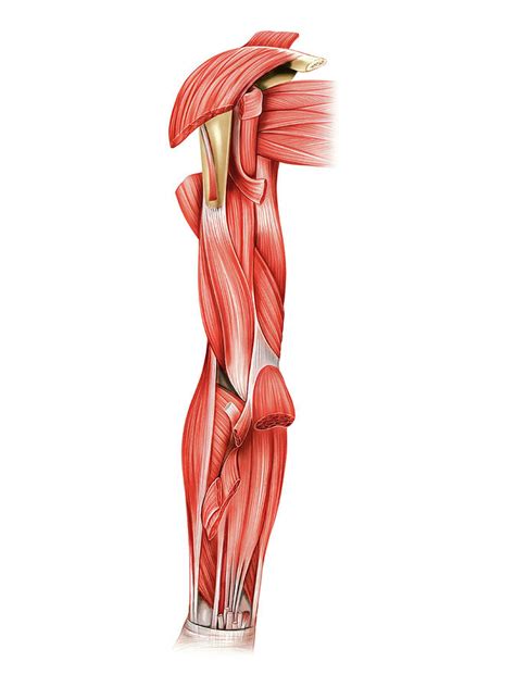 Muscles Of Right Upper Arm Photograph By Asklepios Medical Atlas Pixels