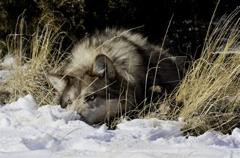 Wolf Depredation On Livestock Creates Cascade Of Costs Reactions